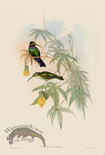 Gould Hummingbird 093